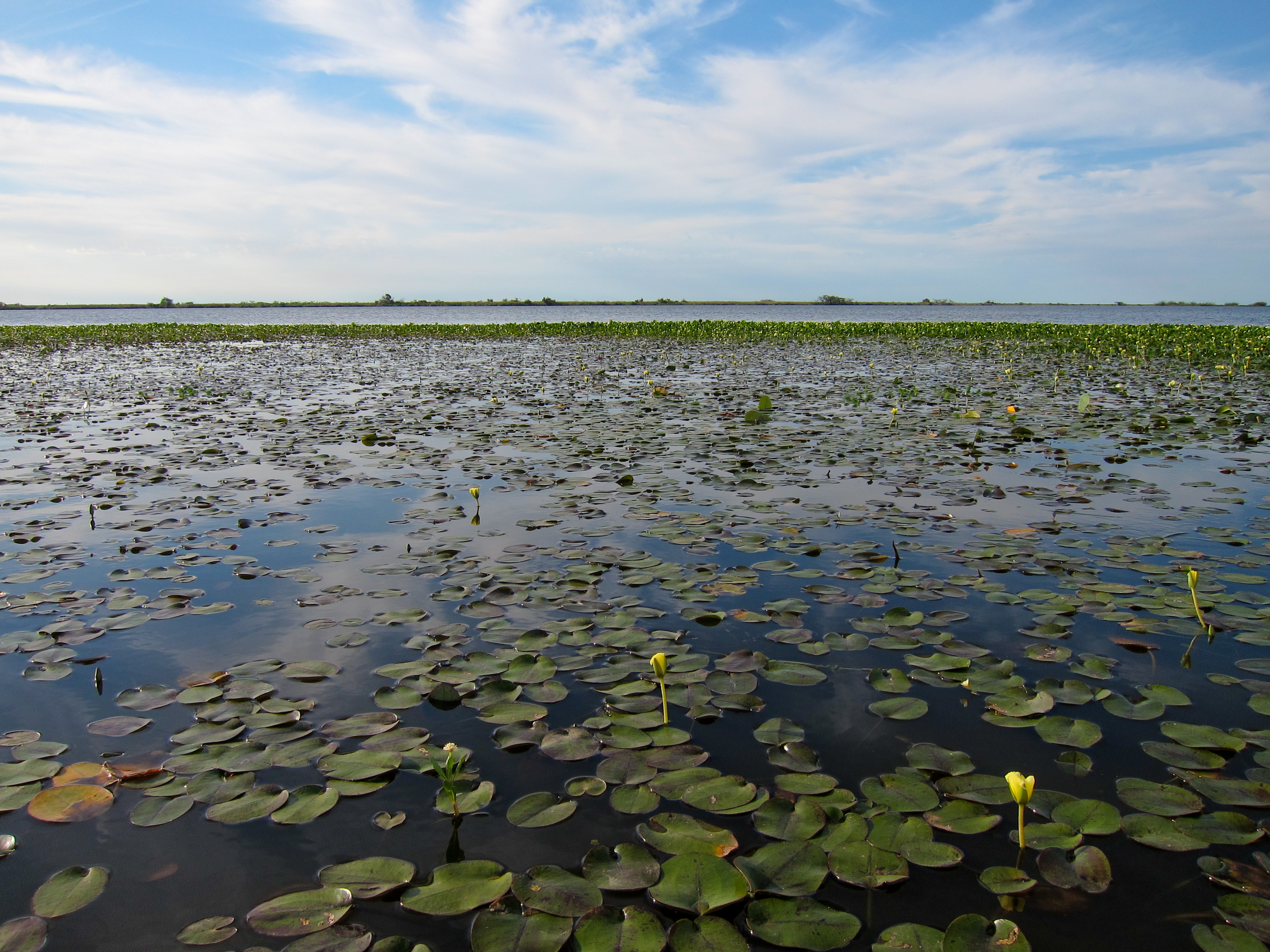 Chaco Grasslands (NT4) | One Earth